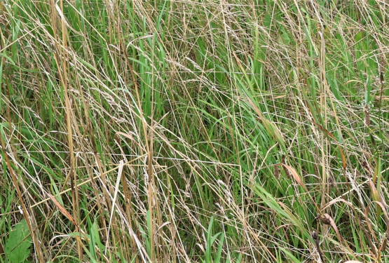 Maatregelen biodiversiteit