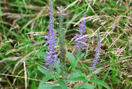 Salomons bedrijfshal - biodiversiteit